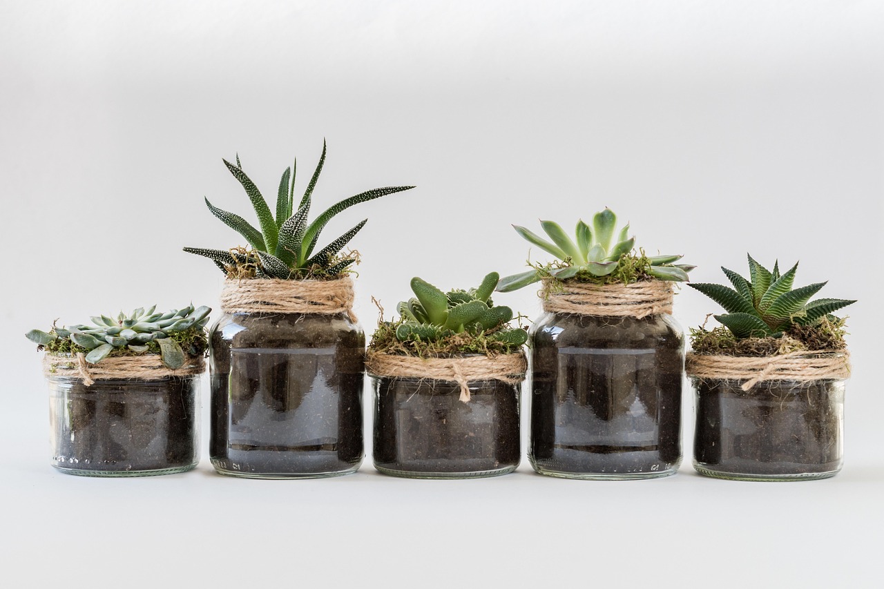Cara Membuat Terrarium Mini untuk Pemula: Alat, Langkah, dan Perawatan